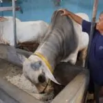 Harga Hewan Qurban di Jakarta vs Wilayah Pengungsian