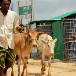 Ibadah Qurban, Harapan Asupan Pangan di Pengungsian