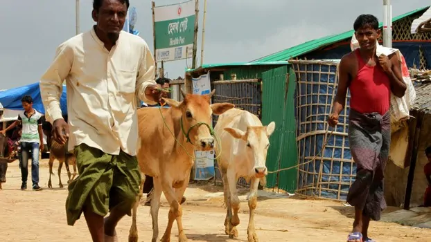 Ibadah Qurban, Harapan Asupan Pangan di Pengungsian