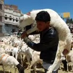 Tantangan dan Kondisi Qurban di Timur Tengah
