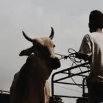 4 Cara Memilih Hewan Qurban yang Sehat di Tengah Wabah PMK