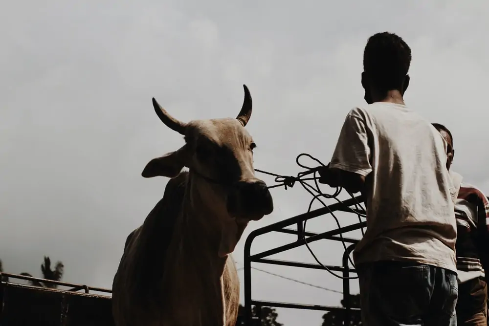 4 Cara Memilih Hewan Qurban yang Sehat di Tengah Wabah PMK