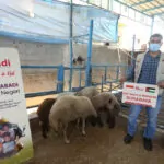 Daftar Harga Kambing dan Sapi Qurban ABADI di Berbagai Negara
