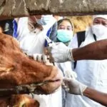 Kupas Tuntas Syarat dan Hukum Hewan Qurban yang Sakit/Cacat