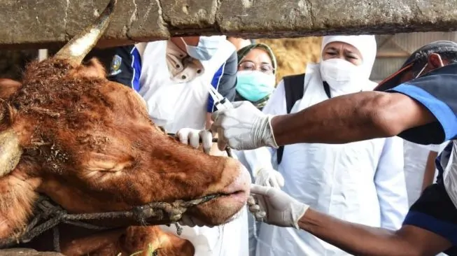 Kupas Tuntas Syarat dan Hukum Hewan Qurban yang Sakit/Cacat