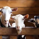 Hukum Qurban Tanpa Nama, Sah atau Tidak?