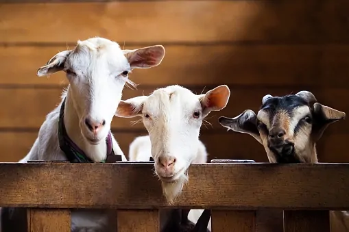 Hukum Qurban Tanpa Nama, Sah atau Tidak?